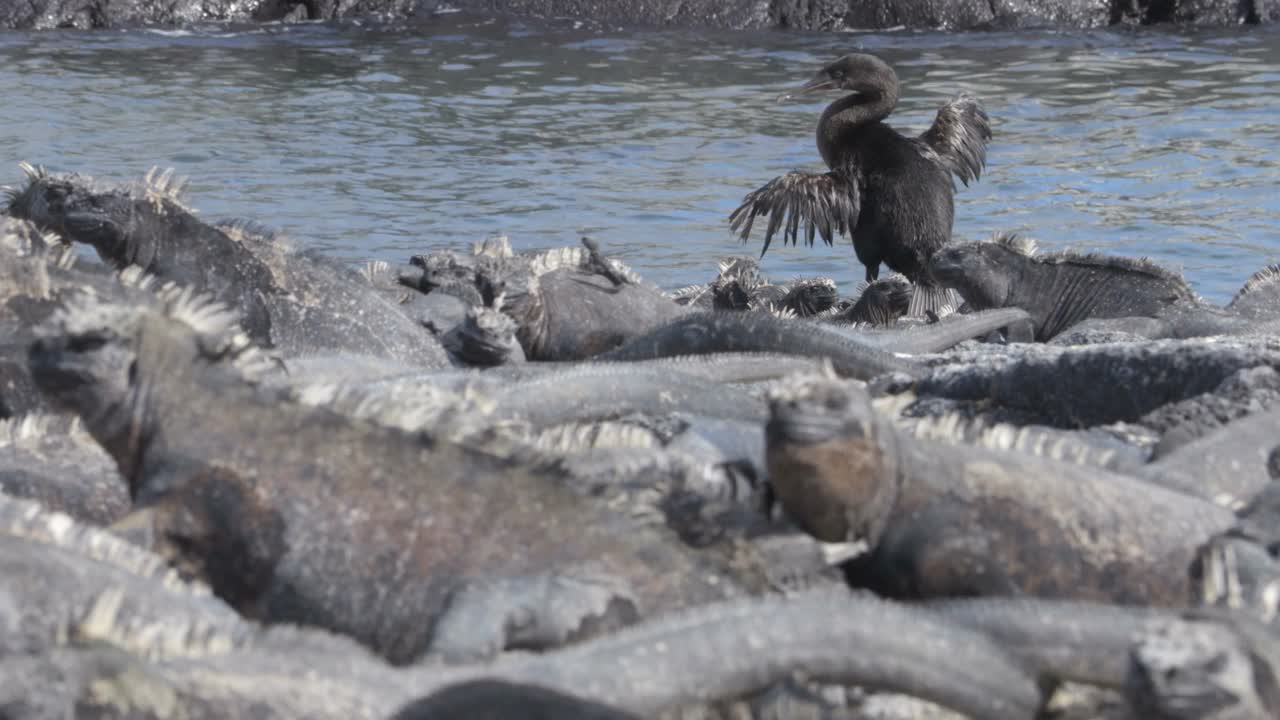 加拉帕戈斯群岛，埃斯皮诺萨角，费尔南迪纳岛，一只不会飞的鸬鹚正在晒翅膀，旁边是海鬣蜥。南美洲厄瓜多尔加拉帕戈斯群岛上令人惊叹的鸟类、自然和野生动物。视频下载
