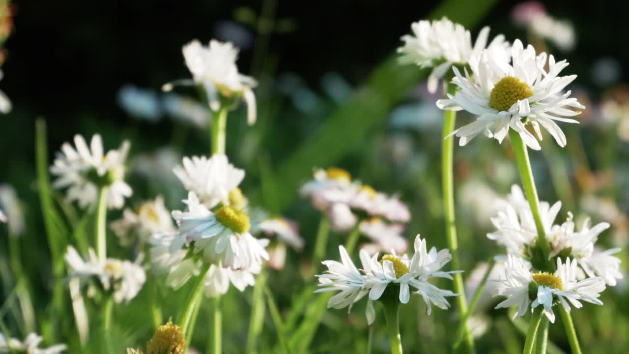 春天的花朵视频素材