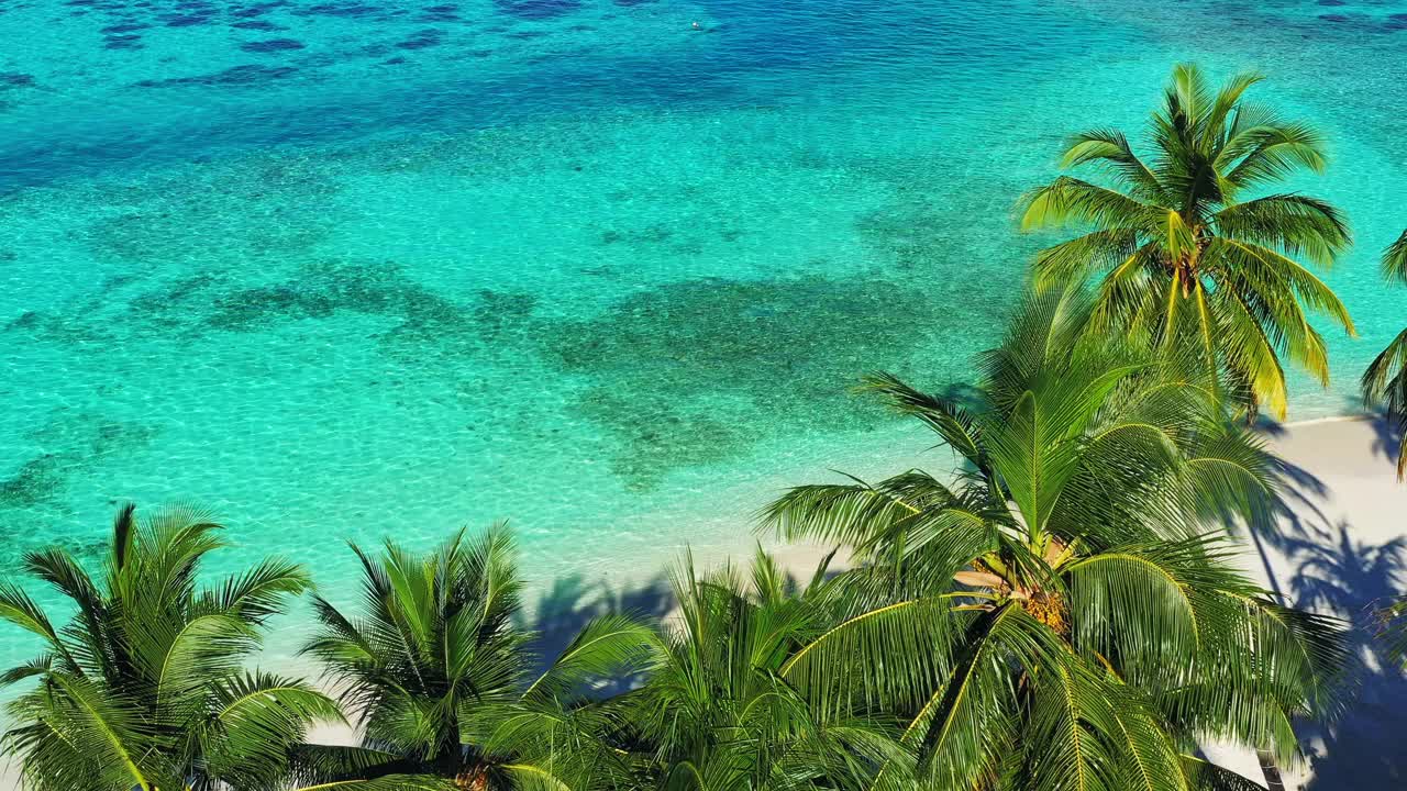 无人机拍摄的热带岛屿和棕榈树视频下载
