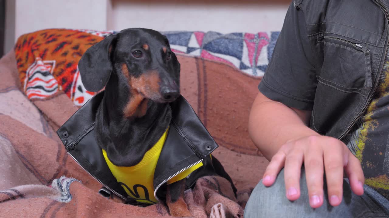 顽皮的腊肠狗摇滚音乐迷在黄色t恤和皮革背心跑离旧沙发与格子特写视频下载