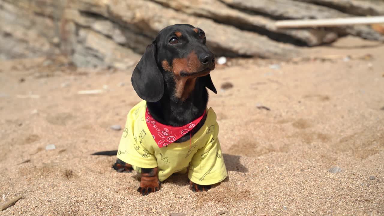 有趣的腊肠狗狗在黄色的t恤与红色的脖子片吠和沿着海滩在阳光明媚的夏天近距离观看视频下载