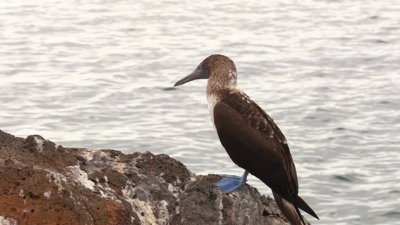 蓝脚鲣鸟——加拉帕戈斯群岛著名的标志性动物和野生动物。蓝脚鲣鸟原产于南美洲厄瓜多尔加拉帕戈斯群岛。视频素材