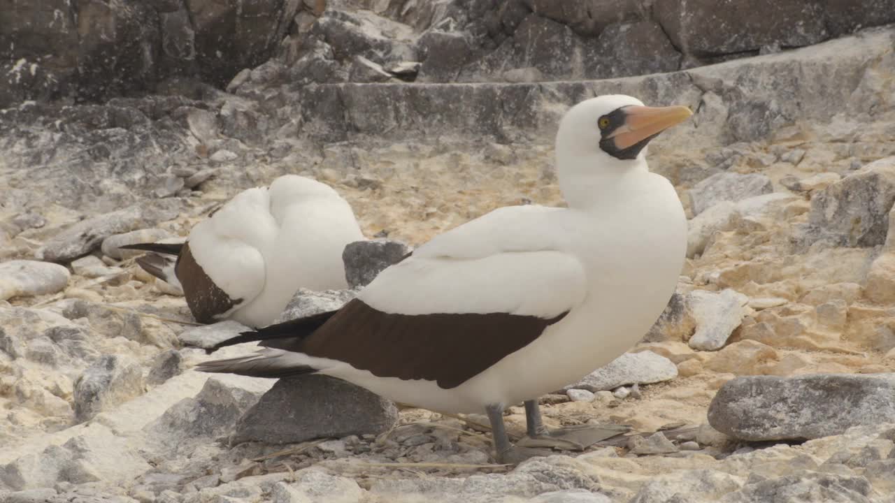 纳斯卡鲣鸟-加拉帕戈斯群岛的动物和野生动物。一对纳斯卡鲣鸟正在筑巢，这种鸟原产于南美洲厄瓜多尔加拉帕戈斯群岛。视频素材