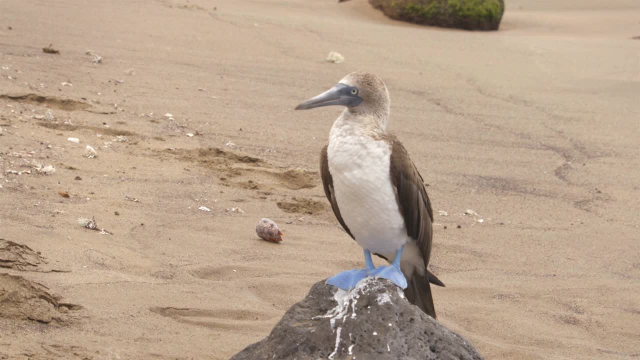 蓝脚鲣鸟——加拉帕戈斯群岛著名的标志性动物和野生动物。蓝脚鲣鸟原产于南美洲厄瓜多尔加拉帕戈斯群岛。视频素材