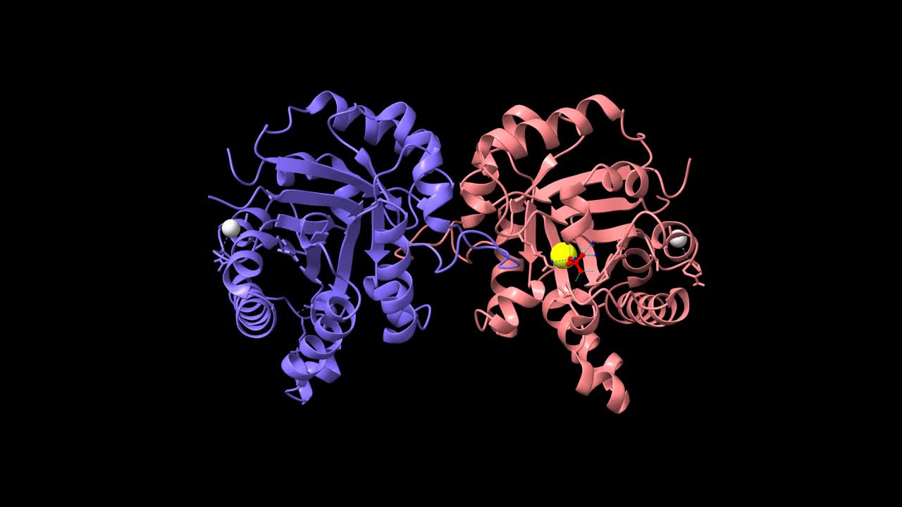 人三磷酸异构酶的结构视频素材