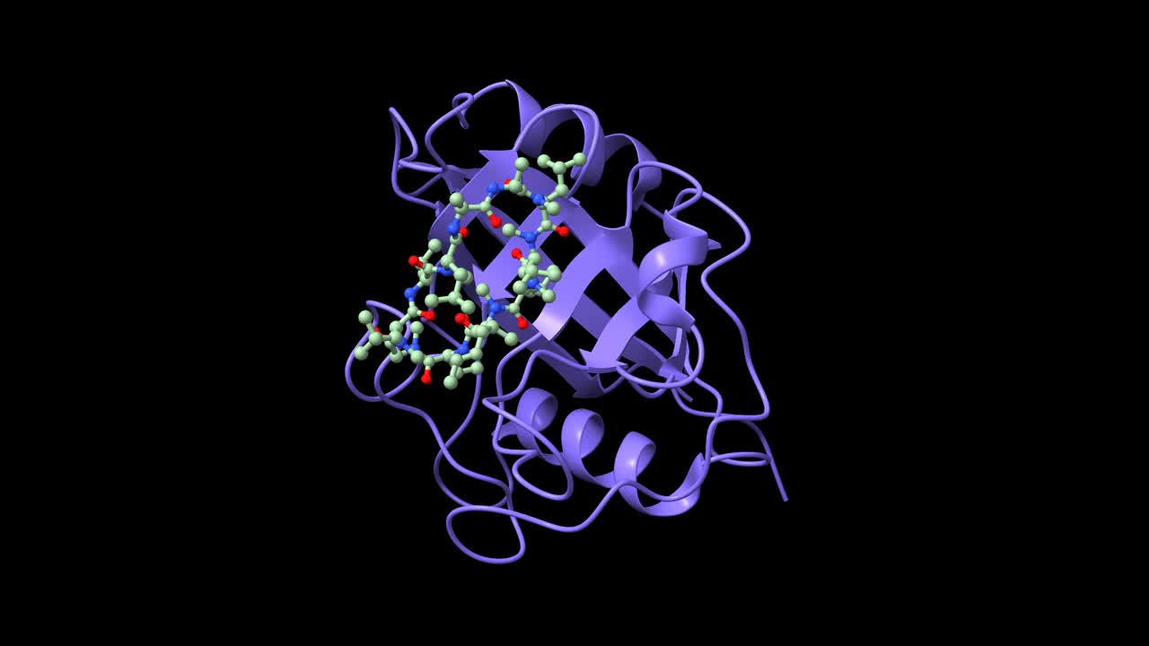 嗜环素A(蓝色)与免疫抑制剂环孢素(棕色)的配体结构视频素材
