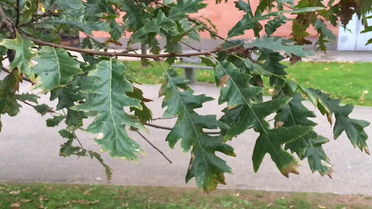 土耳其橡树(栎属)-枝、枝、叶视频下载