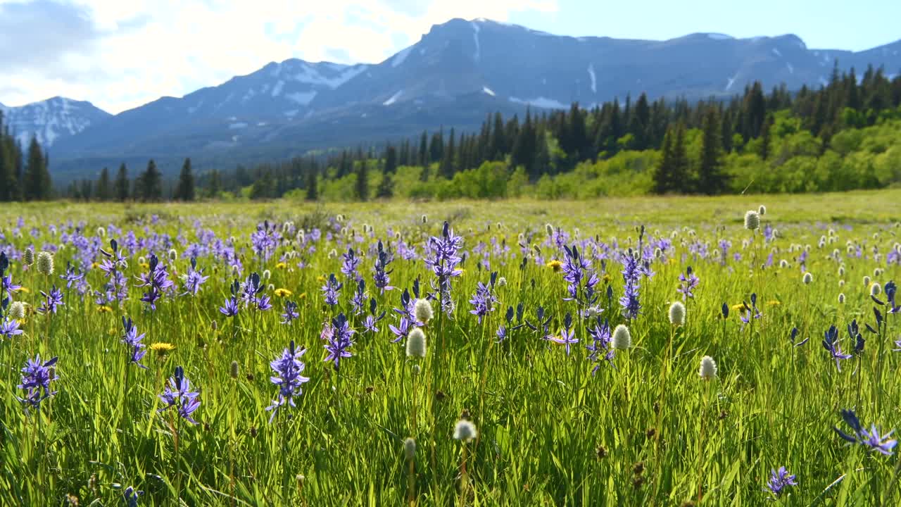 蓝色卡马的野花-蓝色卡马的野花随风摇曳在一个阳光明媚和平静的春天的晚上，在切岸山谷的山草地上，冰川国家公园，蒙大拿，美国。视频下载