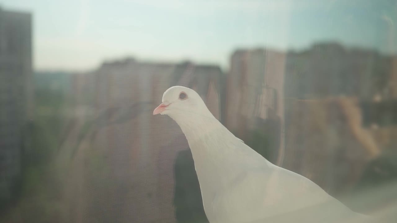 白鸽坐在窗台上，背景是住宅楼视频下载