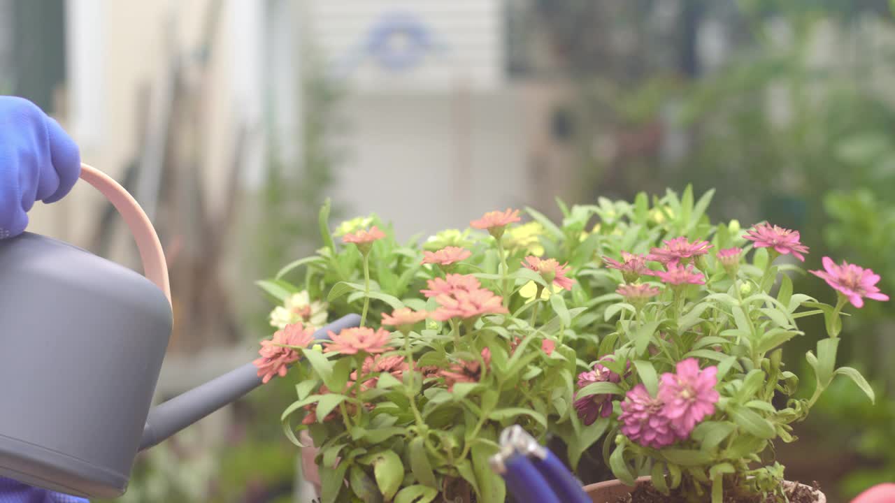 在室外浇灌植物。居家园艺和装饰视频素材