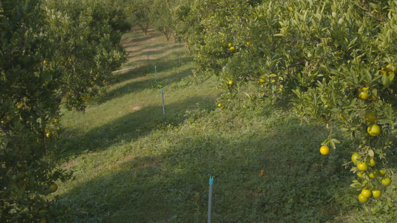 亚洲妇女园丁通过农场和检查橙子作物在橘子田花园在早上的时间。视频下载