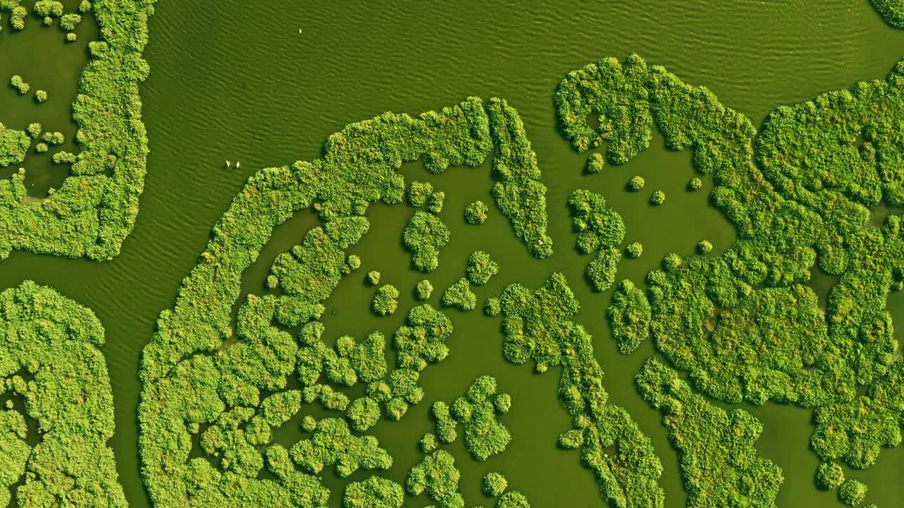 湿地鸟瞰图视频素材