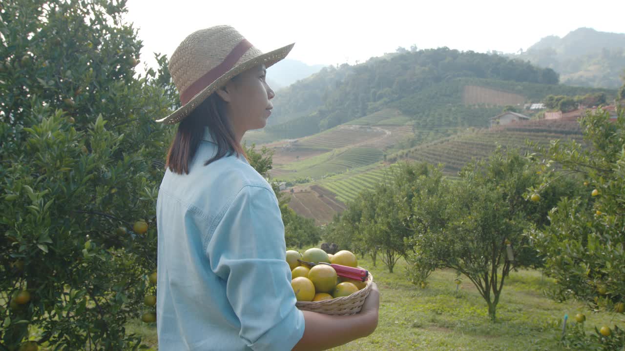 亚洲妇女园丁拿着一篮子橙子后，拿起并环顾四周检查她的植物和农场在橙子田花园用慢动作拍摄。视频下载