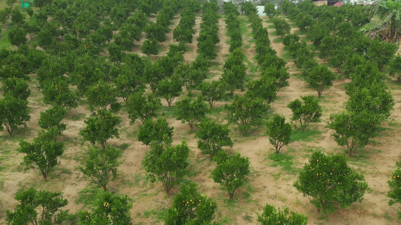 鸟瞰图的橘子田农场在山上，种植在行为农业用途。视频下载