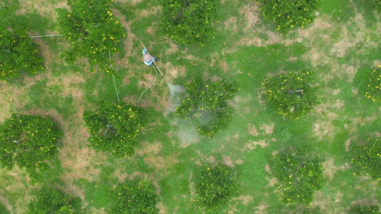 鸟瞰图的园丁浇水和喷洒在橙树使用软管在橙田花园种植行为农业用途。视频下载