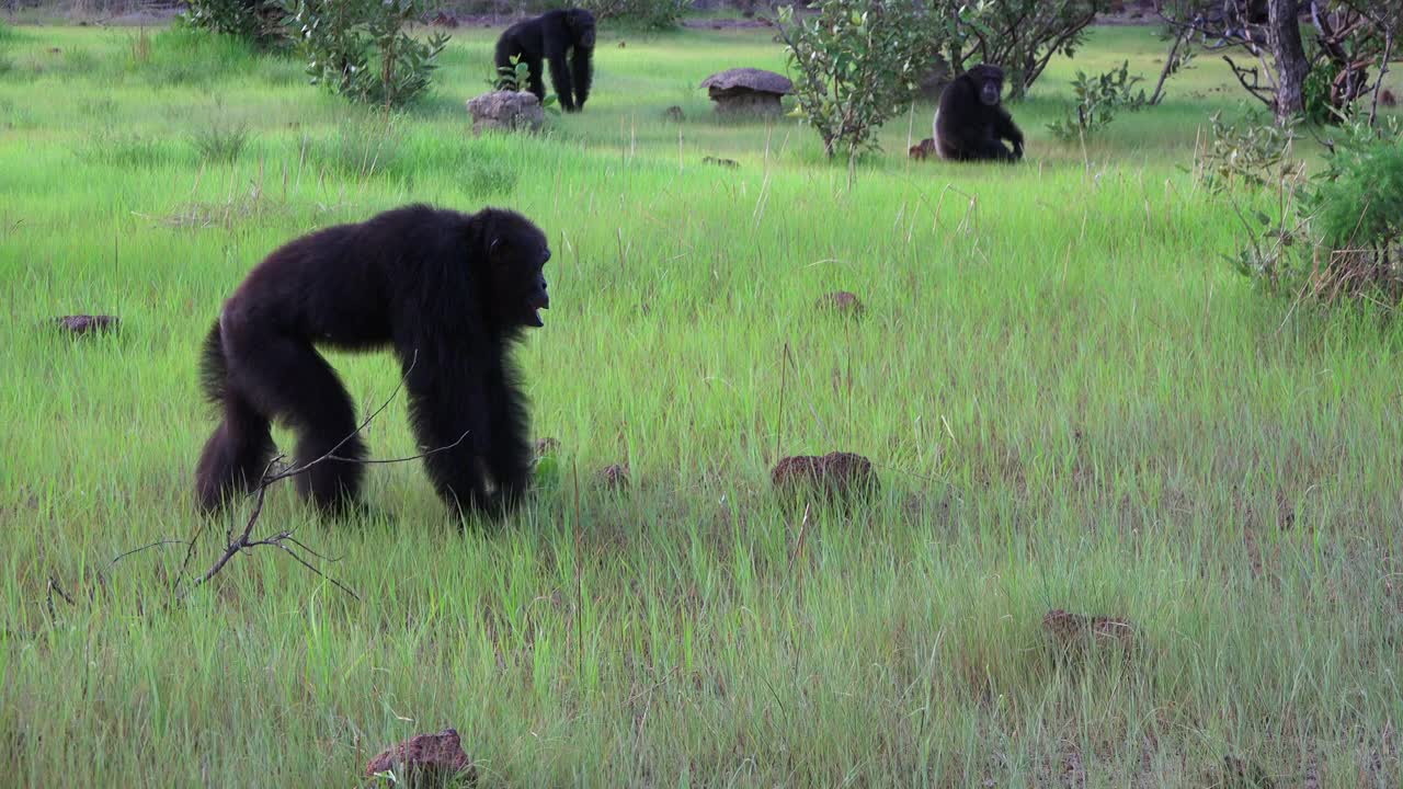 一只雄性黑猩猩用关节在空地上行走视频素材