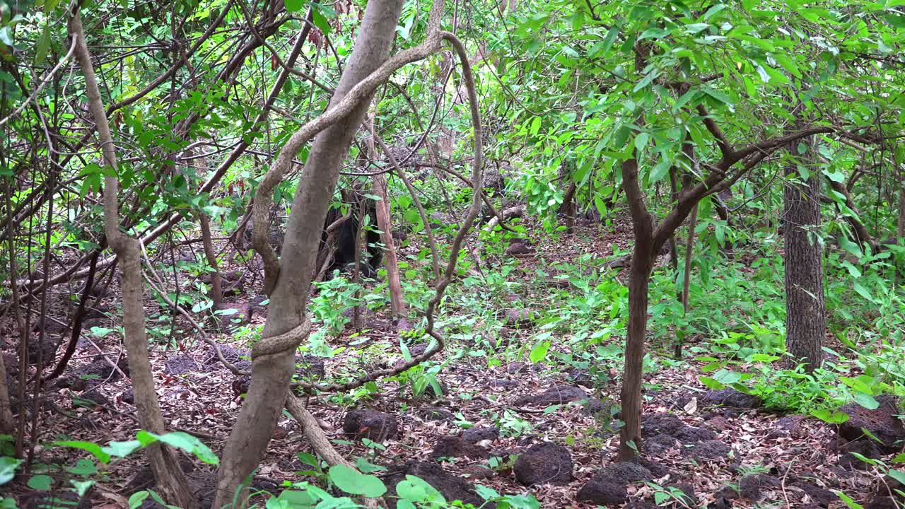 PAN和一群雄性黑猩猩关节穿过森林视频素材