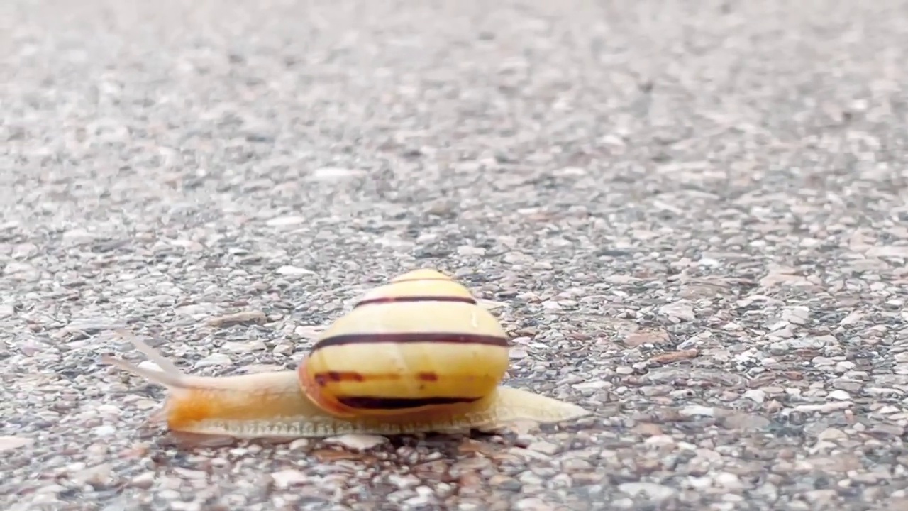 蜗牛正在过马路视频素材