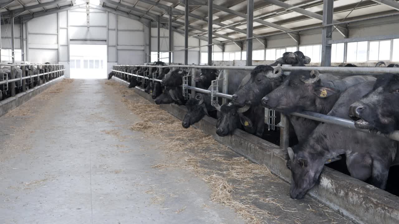 水牛在养牛场吃草。视频下载