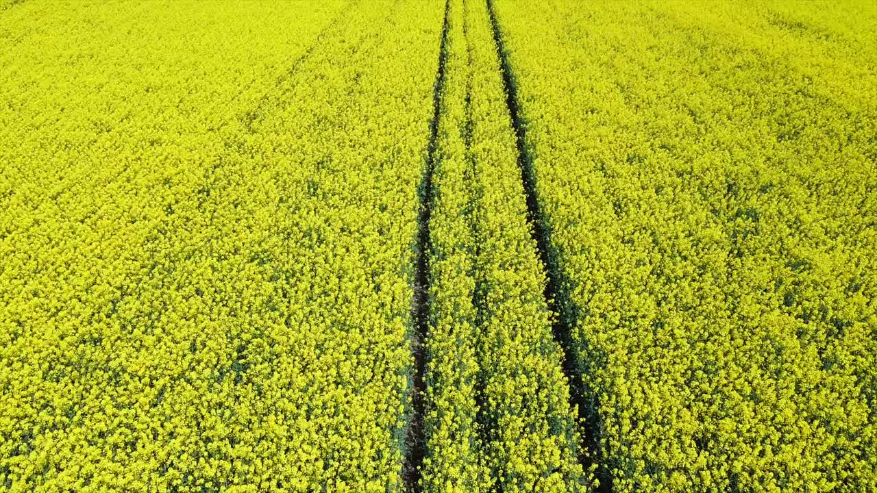 油菜籽田开花了。摄像机飞到田野上视频素材