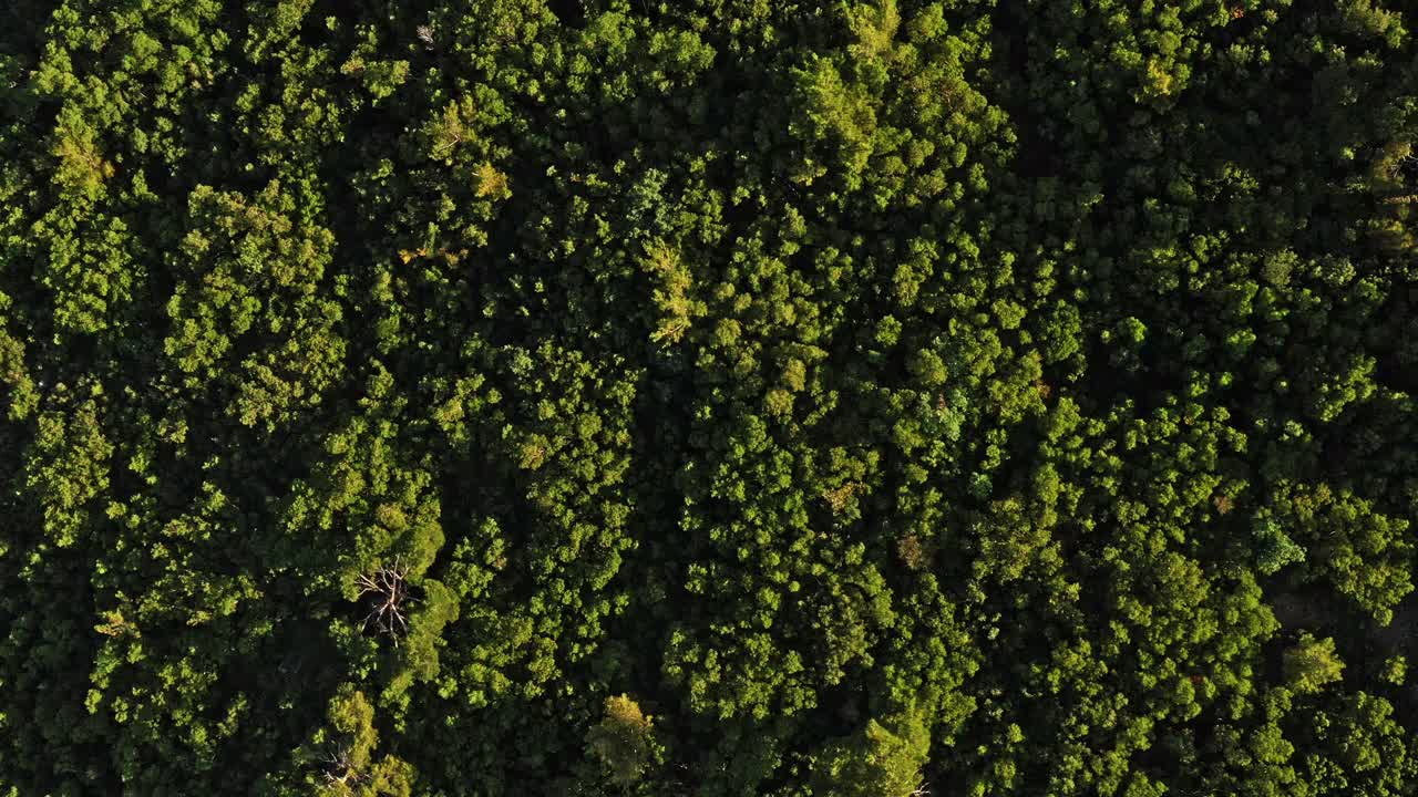 森林背景从高处视频下载