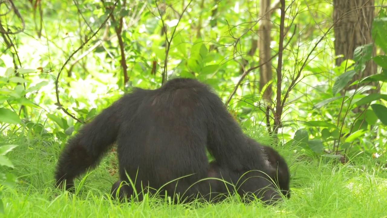 黑猩猩宝宝与雄性玩耍坐在森林边缘的草地上，谁走了视频下载
