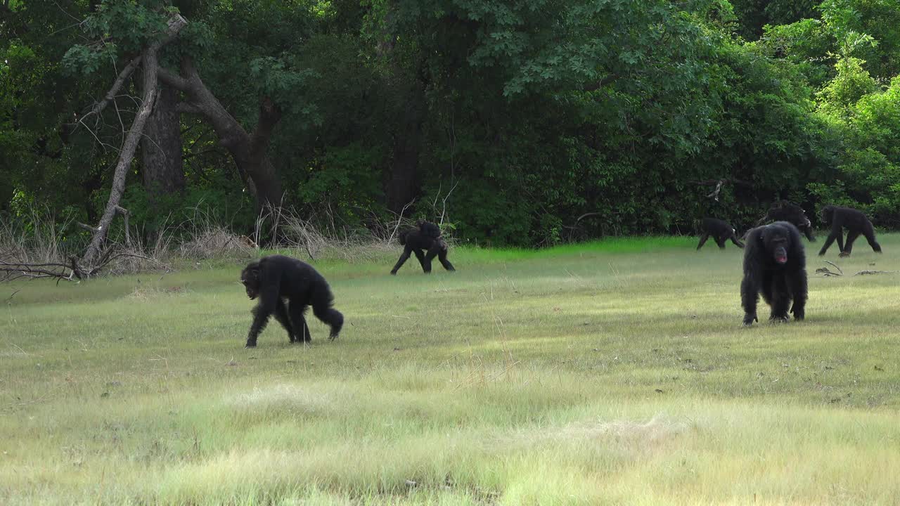WS PAN和一群黑猩猩用手指在森林空地上行走视频素材
