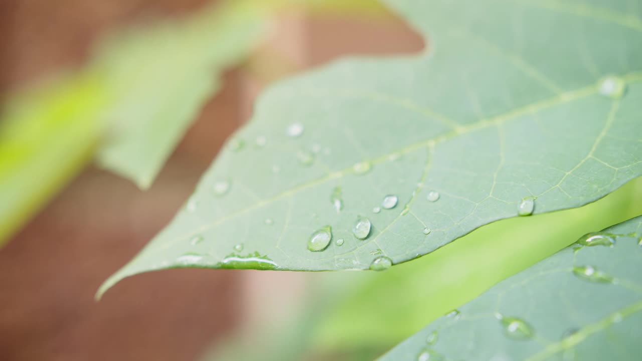 水雨滴露在绿植上随风吹，生态自然观，手持式视频素材