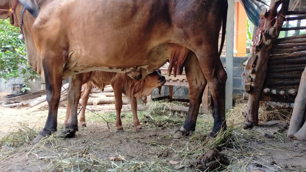 小牛正在吃妈妈的奶。视频素材