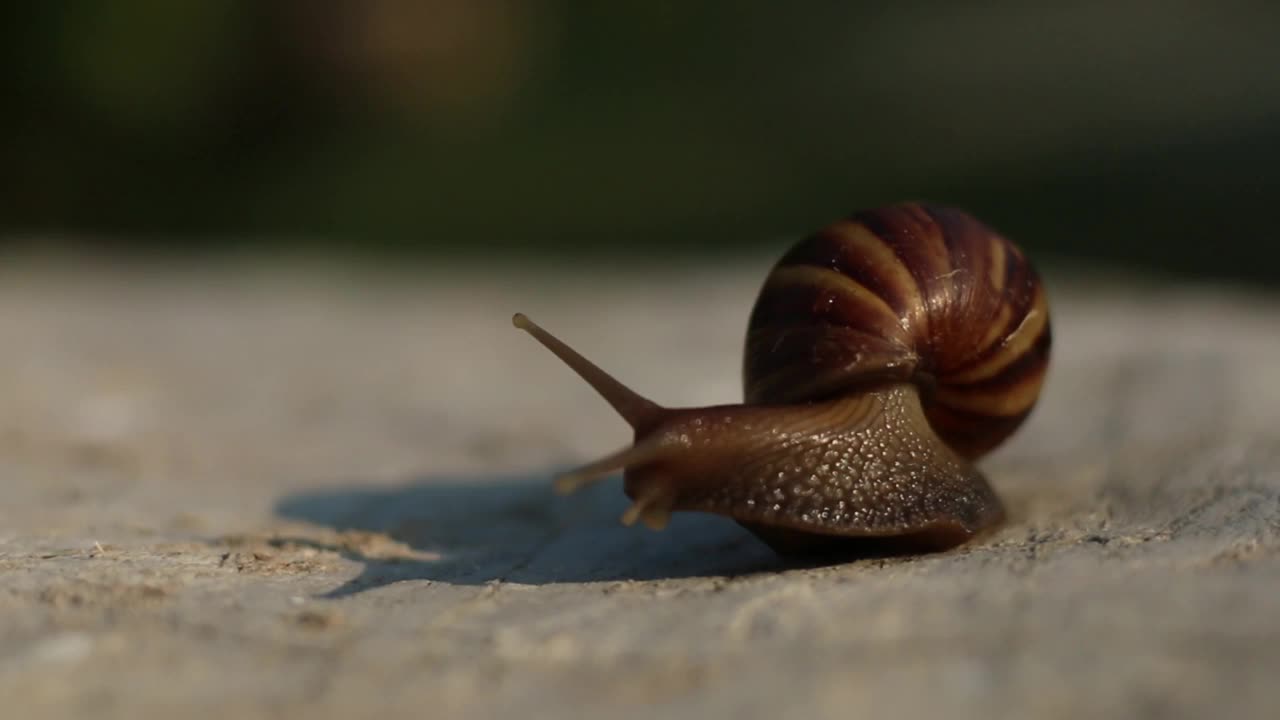 蜗牛爬行缓慢视频素材