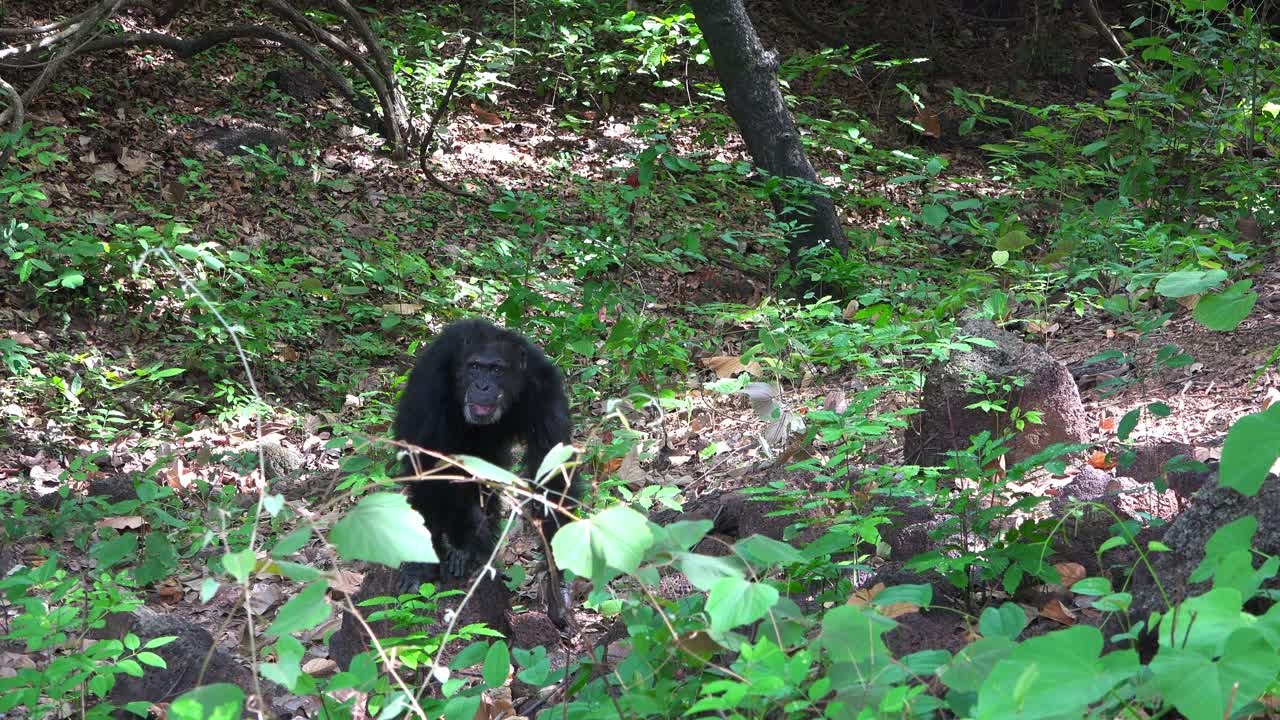 潘与雄性黑猩猩指关节穿过森林视频素材