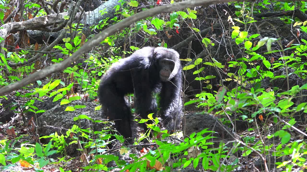 潘女士和一只雄性黑猩猩坐着叫着，然后用手指指节走过森林视频素材