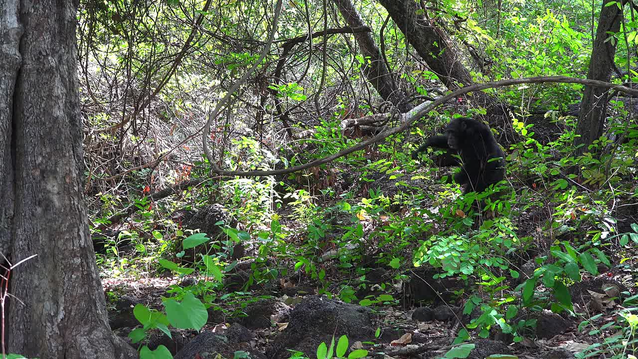 潘女士和雄性黑猩猩在森林里走着，然后坐着环顾四周视频素材