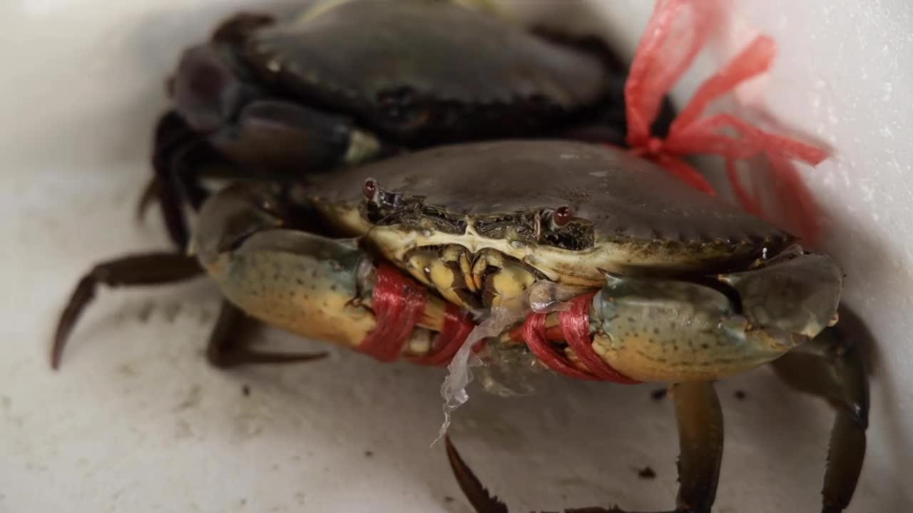 新鲜的螃蟹在泡沫盒的特写镜头，活着的螃蟹用绳子绑在盒子的特写镜头视频素材