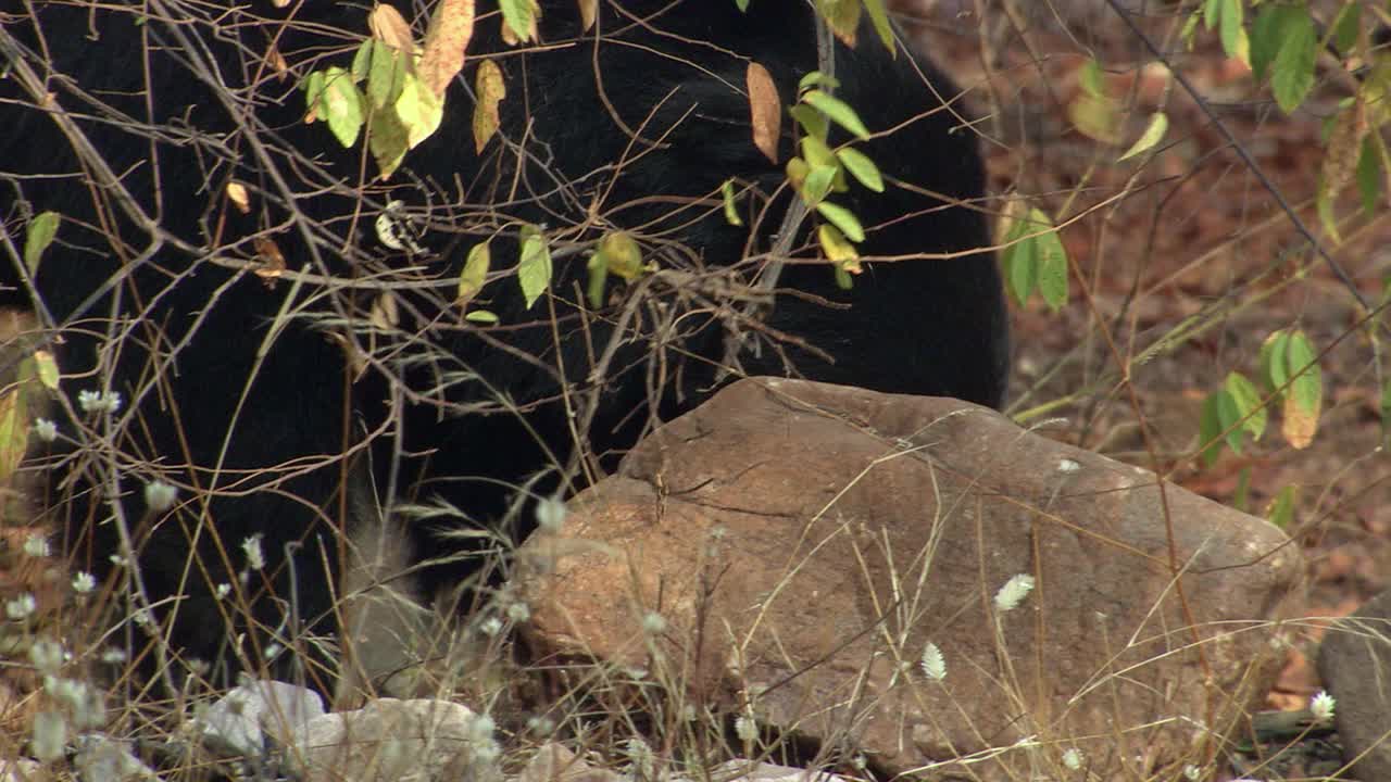 懒熊在岩石上寻找食物——近距离拍摄视频下载