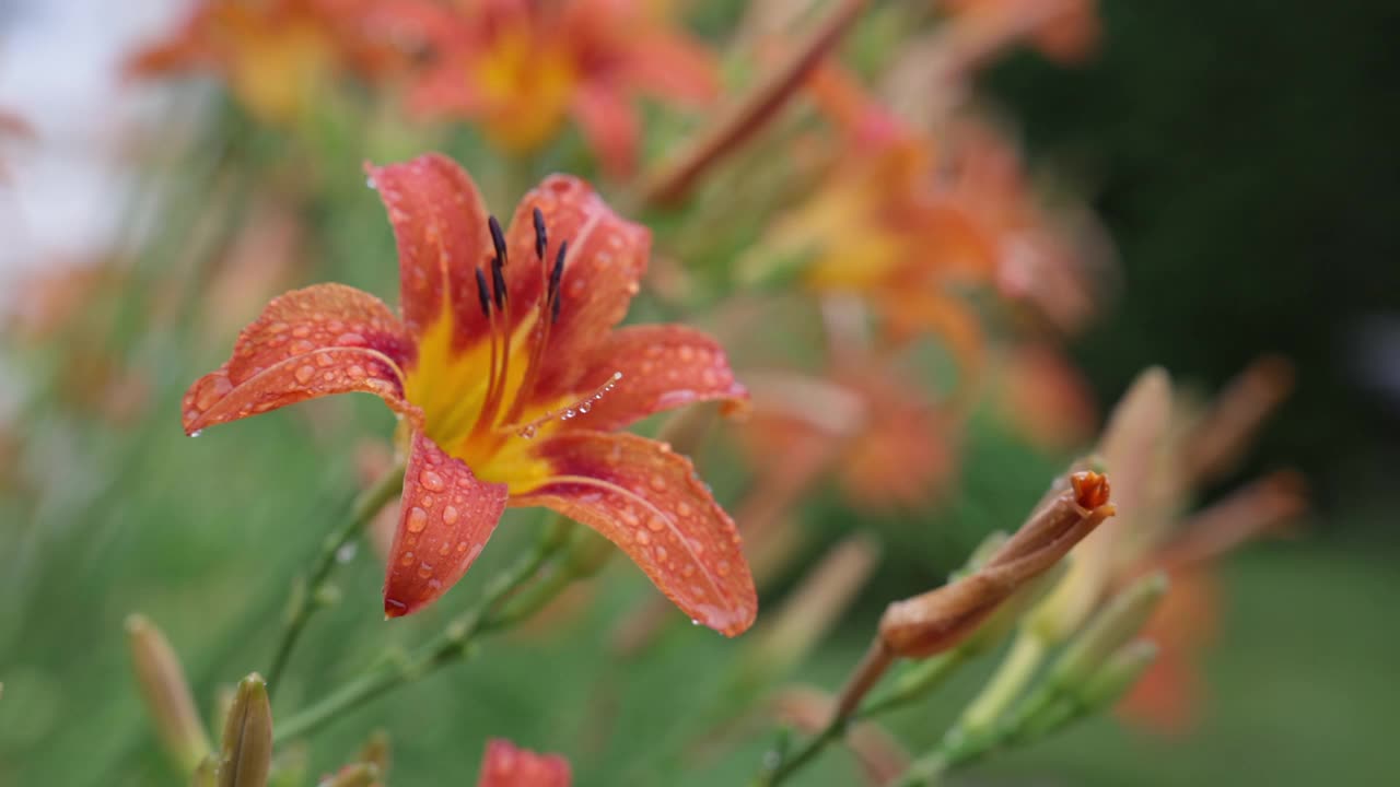 橙花萱草属植物视频素材