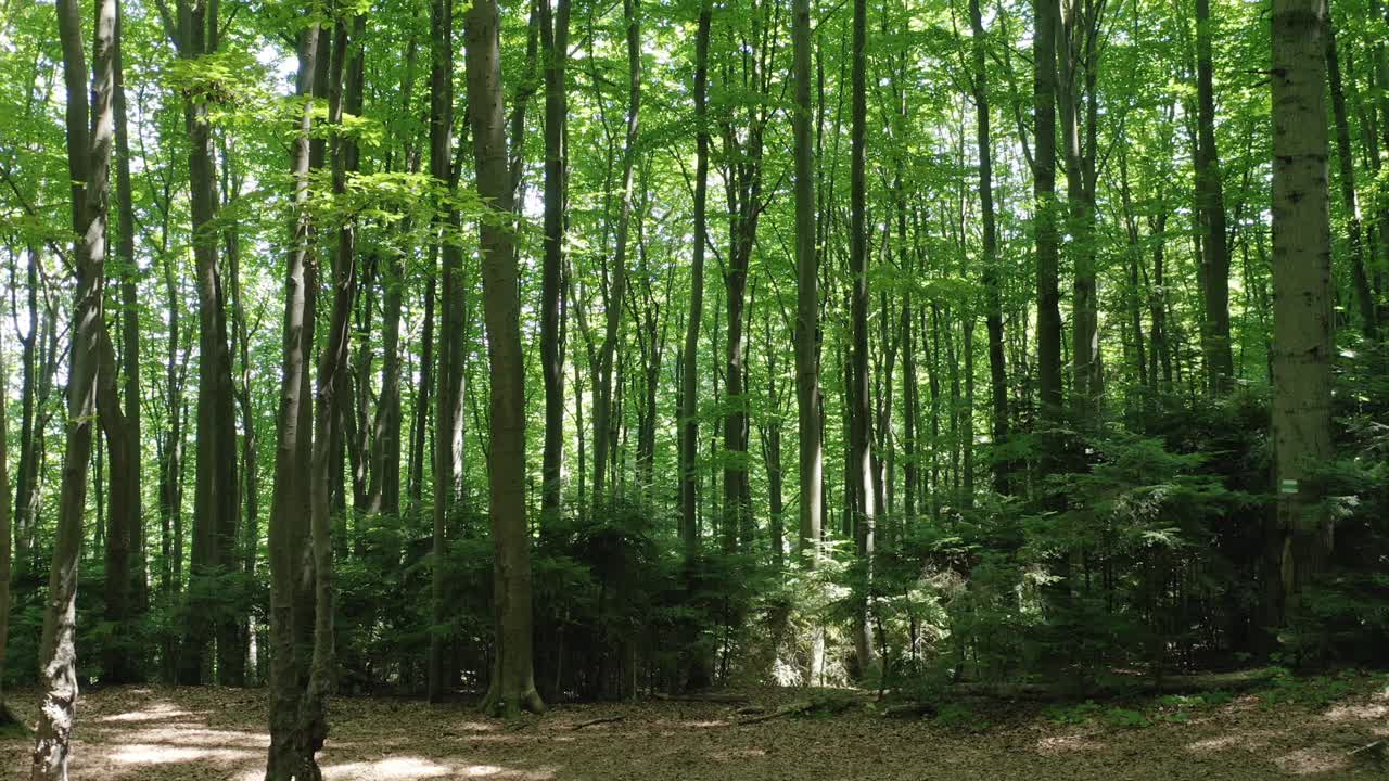 在阳光照耀下的野生森林中高大的绿色树木的无人机视图。视频素材