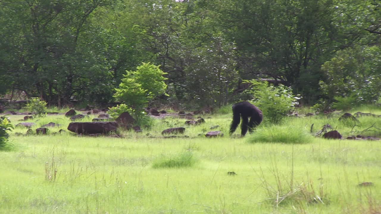 雄性黑猩猩用关节在空地上行走，然后屈服于统治地位的雄性视频素材