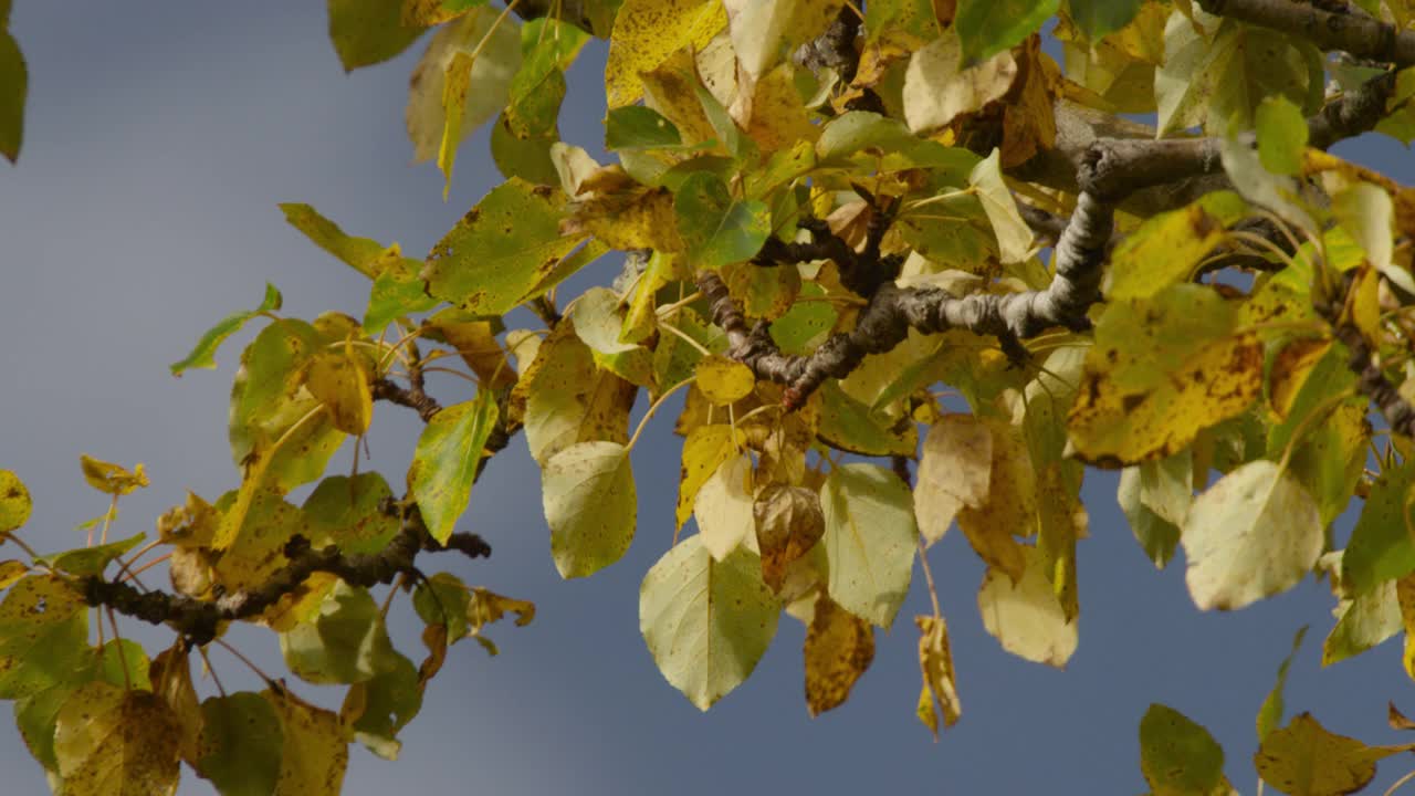 树枝上的叶子，阿拉斯加。视频下载