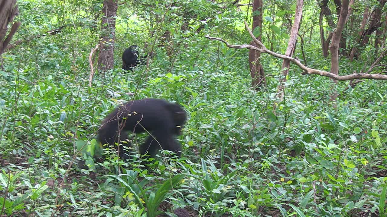 一群雄性黑猩猩用手指指节穿过森林视频素材