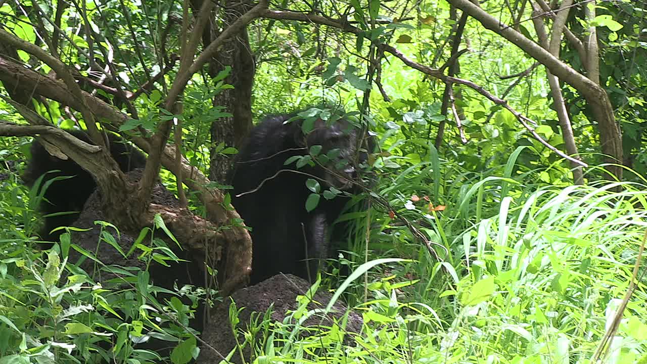PAN和一群好斗的雄性黑猩猩穿过森林视频素材