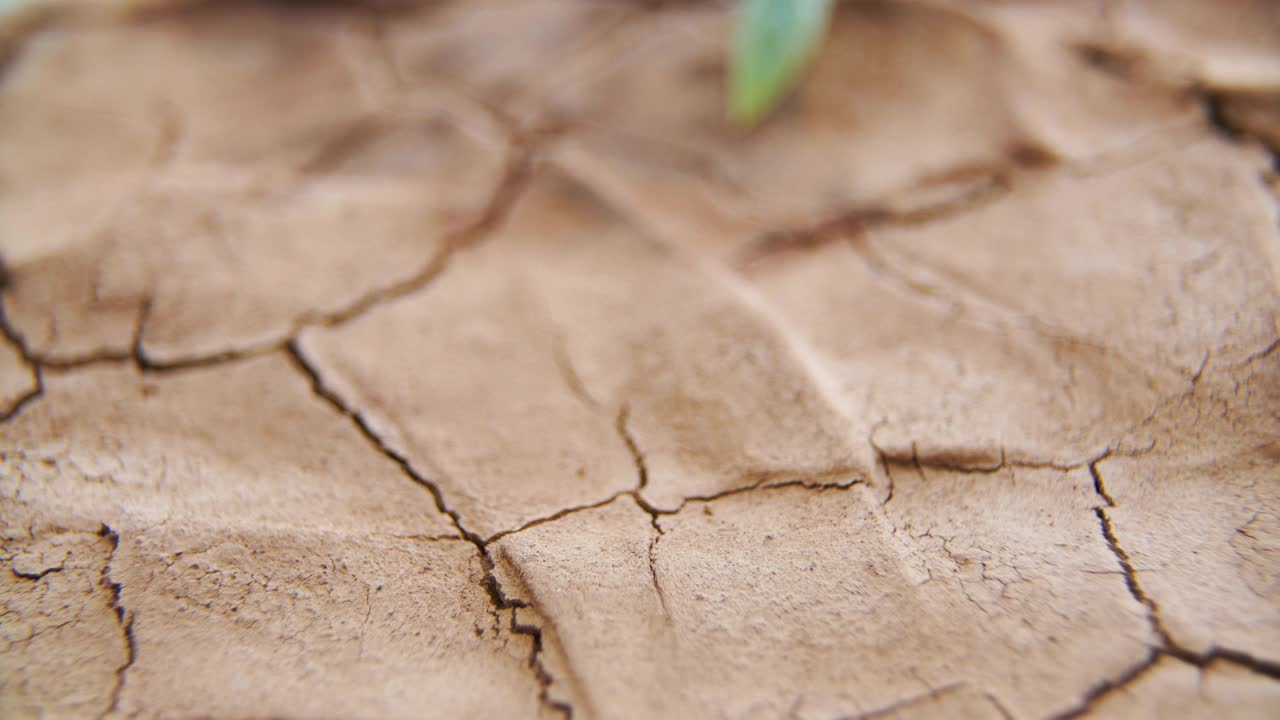 芽生长在干燥的土地上视频素材