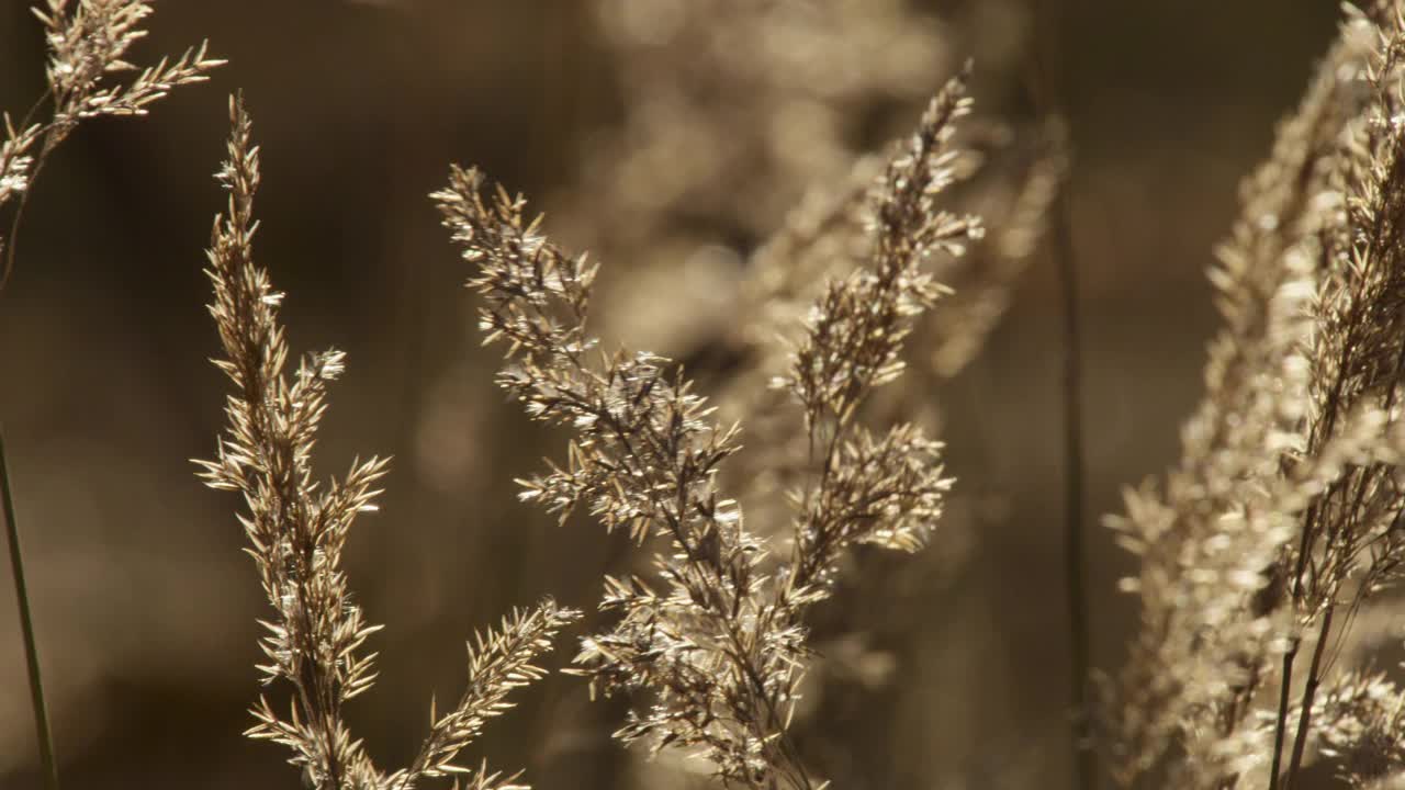 植物在微风中摇摆，阿拉斯加。视频下载