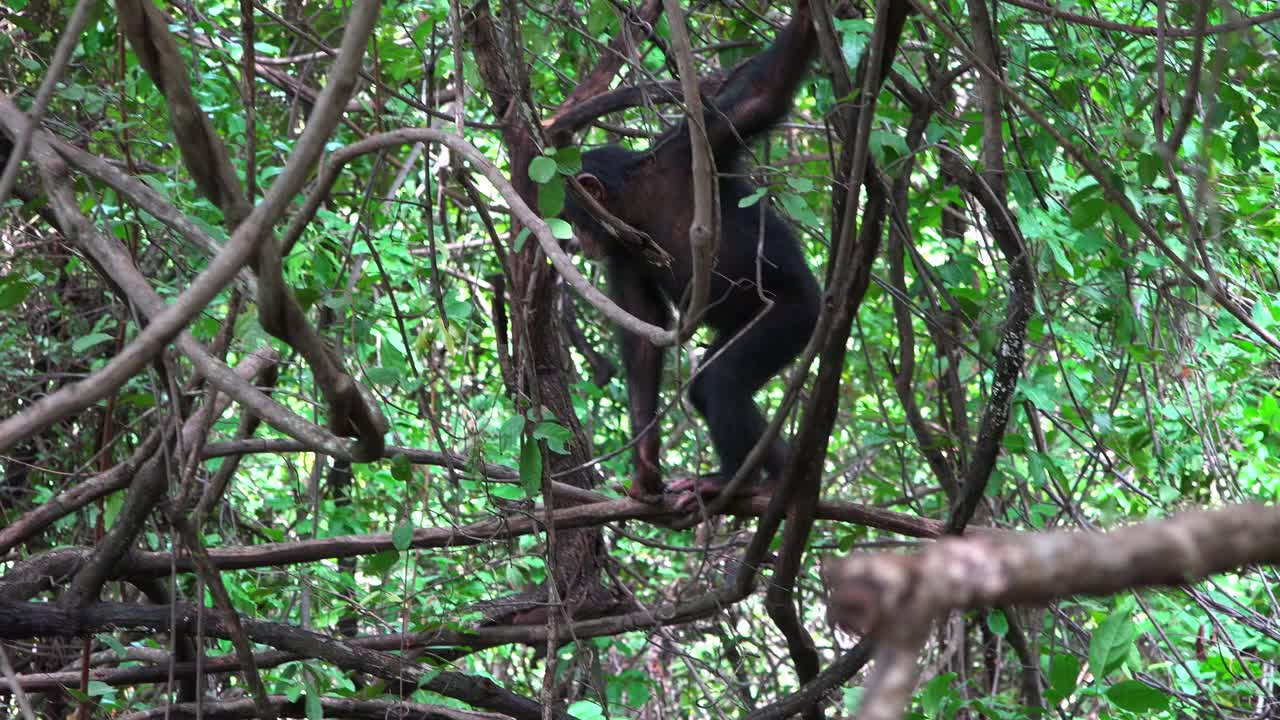 幼年黑猩猩在藤蔓上行走然后跳跃视频下载