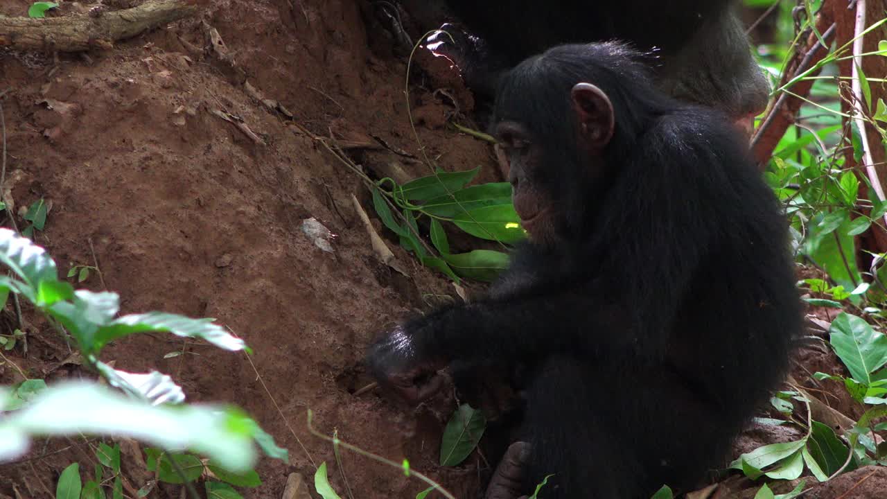MS小黑猩猩用小树枝捉白蚁吃视频下载
