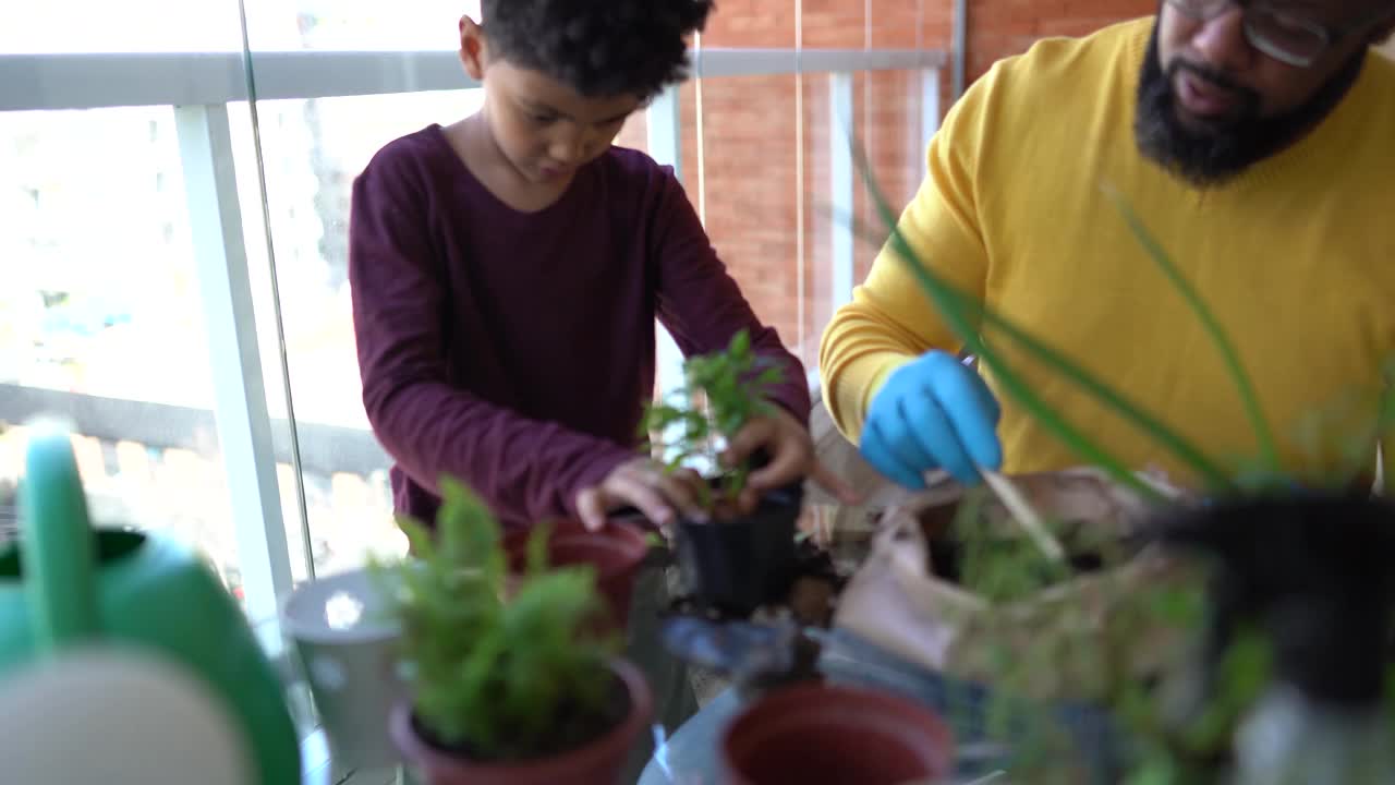 父子俩在家里一起种植植物视频素材