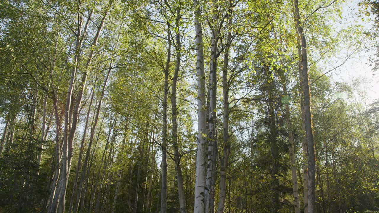 在阿拉斯加的白桦树上向下倾斜视频下载
