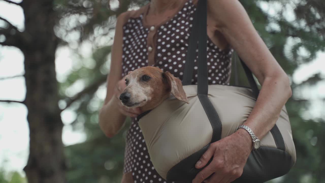宠物笼适合舒适的旅行，冒险或去兽医。小狗肩袋。一位年长的女主人提着旅行袋，里面有一只腊肠狗在城市里散步。与动物的友谊视频下载