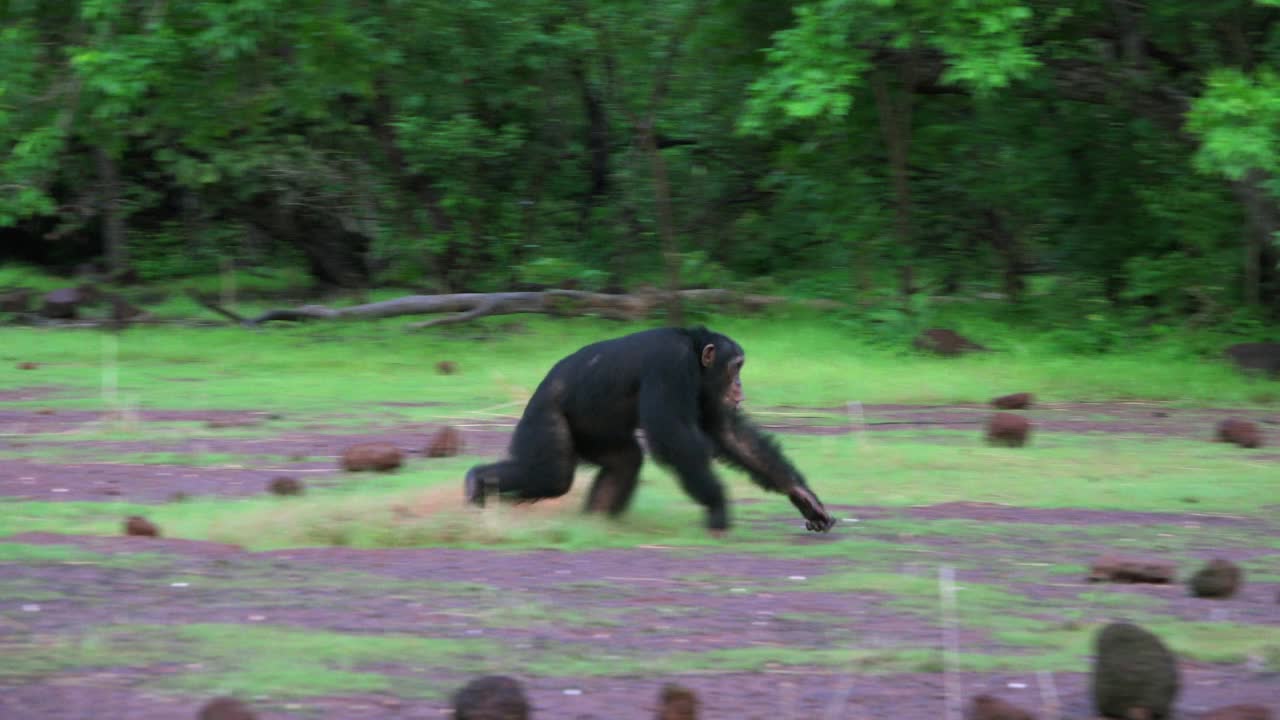 PAN与雄性黑猩猩指关节快速走过森林空地和呼叫视频下载