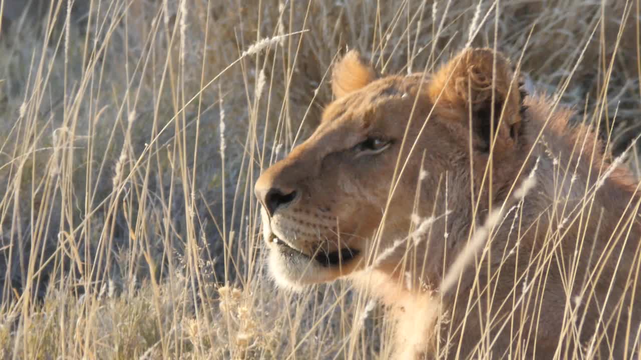 侧面视角,狮子,非洲,似人脸视频素材